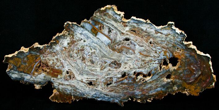 Amazing Hubbard Basin Petrified Wood Slab - x #5024